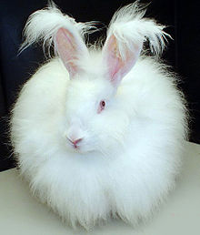 Why Angora wool is so expensive ?